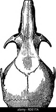 . Mammiferi del confine messicano degli Stati Uniti : un catalogo descrittivo della specie di mammiferi che si verificano in quella regione; con un riepilogo generale della storia naturale e un elenco degli alberi . Mammiferi; mammiferi; alberi; alberi; Storia Naturale; storia naturale. u b fig. 102.-Pebomyscus eremicus fkateb- cui.ua. Teschi, a, tipo di Sitomys HEKKONii Rhoads (= Sitomys fratekcu- lus Miller) ; b, tipo di Sitomys lei- RONI NIGELLUS RHOADS (= SiTOMYS FRA- TERCULUS Miller).. Si prega di notare che queste immagini vengono estratte dalla pagina sottoposta a scansione di immagini che possono essere state migliorate digitalmente per la leggibilità - Foto Stock