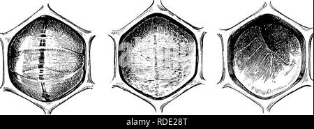 . Malattie delle api. Le api. Bui, 810, U. S. Dipartimento di Agricoltura. Piastra III.. B. Si prega di notare che queste immagini vengono estratte dalla pagina sottoposta a scansione di immagini che possono essere state migliorate digitalmente per la leggibilità - Colorazione e aspetto di queste illustrazioni potrebbero non perfettamente assomigliano al lavoro originale. Foto Stock