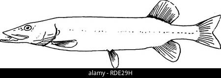 . La storia naturale della fattoria; una guida alla pratica lo studio delle fonti del nostro vivere nella natura selvaggia. Storia naturale. 48 STORIA OP FARM. Fig. 28. Il luccio. Altri abitatori del flusso sono limitati ai banchi e al rifugio di rocce o di vegetazione. Alcuni di loro come- il luccio (fig. 28) sono specializzati per alimentare alla superficie: altri, come la ventosa (fig. 29), per l'alimentazione nella parte inferiore e la mcflith è girata verso l'alto o verso il basso di conseguenza. Il meglio di loro sono carnivore e mangiano abitualmente altri piccoli pesci. La roccia bass sembra preferire crawfishes come cibo. La maggior parte dei Foto Stock