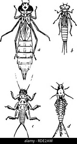 . La storia naturale della fattoria; una guida alla pratica lo studio delle fonti del nostro vivere nella natura selvaggia. Storia naturale. 42 STORIA DELLA FATTORIA eqtiipped per combattere, non può permettersi di essere ben visibili. Ma se uno-rifletterà che carnivori raay non mantenere se stessi a tempo indeterminato da mangiare uno un altro e avrà un aspetto un po' più attentamente, egli troveranno abbondanza delle forme erbivori. Questi sono quelli la cui fimction economico è quello di "girando l'erba in carne, al fine che carnivori di Goti e vandali può sussistere anche, e a loro volta .pro- rivendicazione "ogni carne è erba' " (Coues Foto Stock