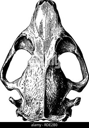 . Mammiferi del confine messicano degli Stati Uniti : un catalogo descrittivo della specie di mammiferi che si verificano in quella regione; con un riepilogo generale della storia naturale e un elenco degli alberi . Mammiferi; mammiferi; alberi; alberi; Storia Naturale; storia naturale. Mammiferi OP IL CONFINE MKXICAN. 351 quando confrontato con il castoro di Arizona e Sonora. Non vi è attualmente alcun collegamento forestale tra gli habitat di Oastor fiher e C. canadensis nelle loro rispettive gamme di geografica e conseguen- temente nessuna continuità di habitat, non vi può essere alcun dubbio quanto alla loro specifica distinzione. Foto Stock