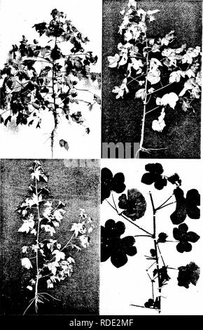 . Cotone : la sua coltivazione, marketing, produzione e i problemi del mondo di cotone . La coltivazione del cotone e di fabbricazione. Varietà di cotone. (A,B) American Upland, tipi meridionale; (C) Sea Island (Lon&LT;; fiocco) Culla- ton ; (D,i cotone asiatico.. Si prega di notare che queste immagini vengono estratte dalla pagina sottoposta a scansione di immagini che possono essere state migliorate digitalmente per la leggibilità - Colorazione e aspetto di queste illustrazioni potrebbero non perfettamente assomigliano al lavoro originale. Burkett, Charles William, 1873-; Poe, Clarence Hamilton, 1881-. New York : Doubleday, pagina &AMP; l'azienda Foto Stock