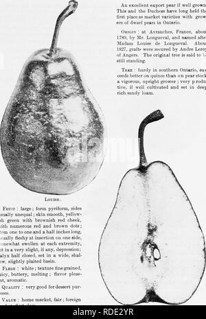 . I frutti di Ontario. Frutti-coltura. 1905 frutti di Ontario. 151 LOUISE {Louise Bonne de Jersey).. Un eccellente pera di esportazione se ben coltivate. Questa e la Duchessa hanno a lungo tenuto il primo posto sul mercato come le varietà con crescere- ers del nano pere in Ontario. Origin : a Avranches Francia, circa 1780, dal sig. Longueval, e chiamato dopo la signora Louise de Longueval. Circa 1827, innesti sono stati depositati da Andre Leroy di Angers. La struttura originale è detto di essere ancora in piedi. Albero : hardy in Southern Ontario, suc- razione di BE riesce meglio sulla mela cotogna che sulla scorta di pera ; un vigoroso, montante coltivatore ; molto p reduc- tivo, se Foto Stock