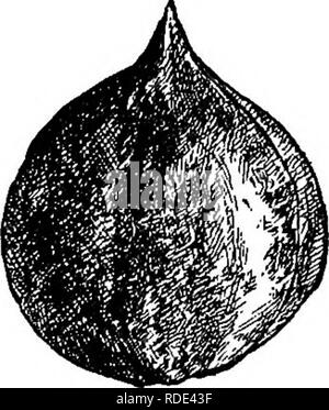 . L'Americano culturist frutta, contenente le indicazioni per la propagazione e la cultura di tutti i frutti adattata per gli Stati Uniti. Frutti-coltura. Fig. 612.-Juglans Corditormis. Mayette.* grandi, oblunga, oleose, buona ; dadi crescere in coppie; shell hard ; Fiorisce tardi. Adatto per il pupazzo di neve luoghi. La Francia. Fig. 620. Parisienne. Grande, oblunga, eccellente: buona tavola dado. Fig. 6i6. Praeparturiens.* Una famosa varietà francese, introdotto in Cali- fornia nel 1871, ormai ampiamente distribuiti. Il suo capo meriti sono primi cuscinetti e alta qualità. Fig. 617. St. Jean. Di medie dimensioni, di forma tondeggiante; guscio rigido; carne oleosa. Chi coltivati Foto Stock