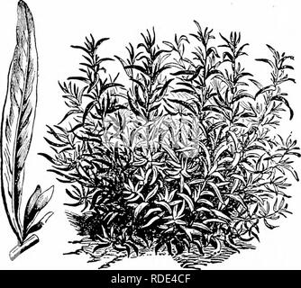 . Dreer la verdura sotto vetro : un po' handbook raccontando come fino al suolo durante i dodici mesi dell'anno. Verdure; Cold-frame. 66 dreer la verdura sotto vetro. questa classe, dal modo in cui i coltivatori di inverno lussi sono ospitare- ing con crescente profitto di anno in anno. Il tipo noto come Telegraph detiene tuttora il suo posto tra i coltivatori di esperienza ma la casa Dreer importati tre varietà da Londra durante l'estate del 1896 che sono molto più avanti di tutti gli altri a favore popolare in Inghilterra come per essere degni di riconoscimento in America. Queste tre nuove varietà sono lyockie la perfezione, Foto Stock