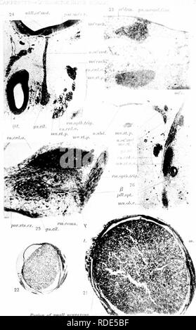 . Lo sviluppo del nervo oculomotor, il ganglio ciliare e il nervo abducent nel pulcino. Nervo ottico; del sistema nervoso simpatico; gli uccelli e il pollame. 23 ee"ih-m. gn.I,i:r-mil.Gas.. Begiiin di smnU iiPvra.rdH m.c HELioTye CO., eosTOK,. Si prega di notare che queste immagini vengono estratte dalla pagina sottoposta a scansione di immagini che possono essere state migliorate digitalmente per la leggibilità - Colorazione e aspetto di queste illustrazioni potrebbero non perfettamente assomigliano al lavoro originale. Carpenter, Frederick Walton. Cambridge, Mass. , Stampate per il museo Foto Stock