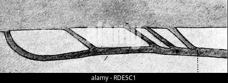 . Lo sviluppo del nervo oculomotor, il ganglio ciliare e il nervo abducent nel pulcino. Nervo ottico; del sistema nervoso simpatico; gli uccelli e il pollame. Carpeimtep--Ocui/jmotop.NervÂ£ IK pulcino. .ATE 6. par.mt'e.v.. ms"ench. phx. n.abd. MKK^ par.mt'e.i'. V) d.comit." V - *;â¢â /â ¢ (4) / %&GT; ^ 19 n.ahd. nidl.oc'Mot. ! Ti ttO^ooO^-OOo^. Si prega di notare che queste immagini vengono estratte dalla pagina sottoposta a scansione di immagini che possono essere state migliorate digitalmente per la leggibilità - Colorazione e aspetto di queste illustrazioni potrebbero non perfettamente assomigliano al lavoro originale. Carpenter, Frederick Walton. C Foto Stock