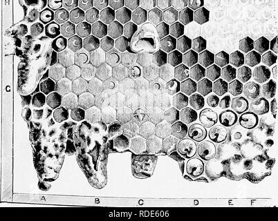 . Istruzione in apicoltura per l'uso di Irish apicoltori . Le api. Regina. Drone. Fig. 2.-Il miele delle api.1 (Prom " api e apicoltura," da Cheshire). 0. Fig. 3.-Ho^teyoomb, dimensione naturale. (Prom " api e apicoltura," da Cheshire). Una regina cella, da cui la Regina ha schiuso, mostrando coperchio aperto ; B, regina cell strappato aperto sul lato ; C, regina cell tagliata dalle api ; D, Drone grub ; E, Drone cella, parzialmente sigillata ; F, Drone cellule, sigillato ; H, Regina Vecchia cella; 0 uova, 'e larvse in stadi yarious. M, interrotto regina cella sulla faccia del pettine. K, polline fresco di masse. A sinistra al centro di Foto Stock