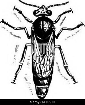 . Istruzione in apicoltura per l'uso di Irish apicoltori . Le api. Regina. Drone. Fig. 2.-Il miele delle api.1 (Prom " api e apicoltura," da Cheshire). 0. Si prega di notare che queste immagini vengono estratte dalla pagina sottoposta a scansione di immagini che possono essere state migliorate digitalmente per la leggibilità - Colorazione e aspetto di queste illustrazioni potrebbero non perfettamente assomigliano al lavoro originale. L'Irlanda. Dipartimento di Agricoltura e istruzioni tecniche. Dubin : H. M. Stationery Off. Foto Stock