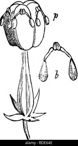 . Classe analitico-libro di botanica : progettato per le accademie e gli studenti privati. Piante. . Si prega di notare che queste immagini vengono estratte dalla pagina sottoposta a scansione di immagini che possono essere state migliorate digitalmente per la leggibilità - Colorazione e aspetto di queste illustrazioni potrebbero non perfettamente assomigliano al lavoro originale. Verde, Frances H. (Francesca Harriet), 1805-1878; Congdon, Joseph W; Verde, Frances H. (Francesca Harriet), 1805-1878. Gli elementi di struttura vegetale e fisiologia; Congdon, Joseph W. botanica sistematica. New York : D. Appleton e Co. Foto Stock