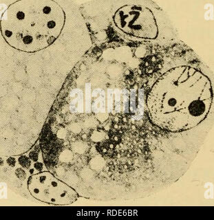 . Le uova dei mammiferi. Ovum; embriologia -- mammiferi; mammiferi -- fisiologia; Ovum. Fig. 5 'X^". Fig. 6 Piastra IV. Varie fasi di sviluppo del maturo ovocita. (Dall'archivio de Biologie.) Fig. 1, il primo mandrino di maturazione-cavia. Fig. 2, Binucleated ovum, chro- mosomes orientato per la metafase della mitosi-cavia. Fig. 3, Binucleated ovum con formato mandrini di maturazione-mouse. Fig. 4, multinucleate citoplasma- mouse. Figg. 5 e 6, tipico le microspore uninucleate clivato ovocytes. Fig. 6 mostra deuto- estrusioni plasmic-cavia. 58. Si prega di notare che queste immagini sono estratte dal sc Foto Stock