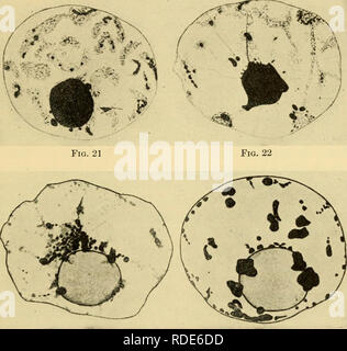 . Le uova dei mammiferi. Ovum; embriologia -- mammiferi; mammiferi -- fisiologia; Ovum. Fig. 17 Fig. 18 Fig. 19 Fig. 20. Fig. 23 Fig. La piastra 24 II. (Dall'Ufficiale di morfologia) Figg. 17-22. Nuclei di ovuli da Ovaia di ratto 20 giorni post-partum. 17, Deuto- broch nucleo. 18, inizio della formazione di grumi illustrato nella figura successiva. 19, modificato pachynema. 20, la fase successiva che mostra caratteri di diplonema. 21, Nu- cleus verso la fine del periodo di crescita. 22, fase finale in venti giorni di ratto. Fig. 23. Nucleo nel follicolo maturo di ratto adulto. Fig. 24. Nucleo dal follicolo maturo di ratto adulto. 13. Motivi Foto Stock