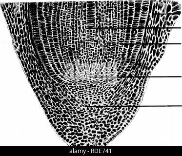 . Microfotografie di studi botanici. La microfotografia. Primo foglie. Sviluppo di foglie. Punto di crescita dello stelo. Asse di embrione, 93.-L.S. Radicale di " Triticum sativum, grano.. Dermatogen (epidermide) asse centrale. Plerom. Punto di crescita di radice. Radice di protezione-cap. 0. Si prega di notare che queste immagini vengono estratte dalla pagina sottoposta a scansione di immagini che possono essere state migliorate digitalmente per la leggibilità - Colorazione e aspetto di queste illustrazioni potrebbero non perfettamente assomigliano al lavoro originale. Adula, Milborne &AMP; McKechnie Ltd. Manchester : Flaters, Milborne &AMP; McKechnie Foto Stock