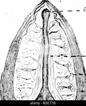 . Microfotografie di studi botanici. La microfotografia. 50 Plintniiiicrognif^lis di Studi Bntmiical, 78.-L.S. Fiore-bud di " Gossypium sp.", pianta di cotone (composto fotomicrografia;. Stiiima. - W- ^ carnale pilastro al quale le antere sono allegate. Le antere contenenti polline. I petali e sepali. Bract. "IJJfli^Sf ho ovuli. I * '" 1 " J ^ -ir^f '^ apice del fiore-levetta. (Thallamus.) 79.-L.S. Amento di " Salix caproea", comune sallow. ). Si prega di notare che queste immagini vengono estratte dalla pagina sottoposta a scansione di immagini che possono essere state migliorate digitalmente per la leggibilità - Foto Stock