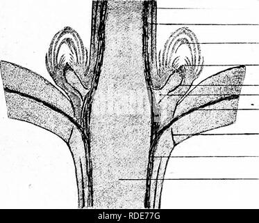 . Microfotografie di studi botanici. La microfotografia. Bud scale. ^--sviluppo di foglie. *Y y ^ foglia completo nella sezione. 77.-L.S il gambo e le foglie-boccioli di Acer Pseudo platanus, Sycamore (defogliazione). Cuticola. Il floema di ramo principale. Bud scale. Crescendo il punto di diramazione. Sistema vascolare della filiale. Asse centrale della stessa. Mi fascio vascolare della vecchia foglia-stal separare (absciss layer). Il legno del ramo principale. Il midollo di asse centrale. Si prega di notare che queste immagini vengono estratte dalla pagina sottoposta a scansione di immagini che possono essere state migliorate digitalmente per la leggibilità - Colorazione e aspetto di queste illustrazioni Foto Stock