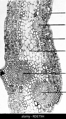 . Microfotografie di studi botanici. La microfotografia. Plidtoniicrograf^Iis di studi botanici. 47 72.-T.S. Phylode di " Acacia decurrens", graticcio di corteccia di albero. Cuticola.. Secondario fascio vascolare. Lo strato di palizzata. Terreno sciolto il tessuto. 1^.5^' ,-primaria fasci vascolari, 73.-T.S. Stelo verde di " Casuarina equisetifolia", Switch-ginestra, tessuto corticale. Foglia-trace bundle.. Si prega di notare che queste immagini vengono estratte dalla pagina sottoposta a scansione di immagini che possono essere state migliorate digitalmente per la leggibilità - Colorazione e aspetto di queste illustrazioni potrebbero non perfettamente assomigliano al Foto Stock