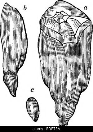 . Alberi e arbusti : un abridgment dell'Arboretum et fruticetum britannicum : contenente la hardy alberi e schrubs della Gran Bretagna, native e straniere, scientificamente e popolarmente descritto : con la loro propagazione, della cultura e degli usi e delle incisioni di quasi tutte le specie. Alberi e arbusti; le foreste e la silvicoltura. Â LXXVII. CONl FERjE : PI'NUS. 967 di Londra e Parigi, senza alcuna protezione. Le foglie di questa specie, nonché di molti altri, hanno piuttosto un aspetto diverso per i primi due anni da quello che hanno sempre seguito; essi sono molto glaucous, ciliate sui loro margini, molto sh Foto Stock