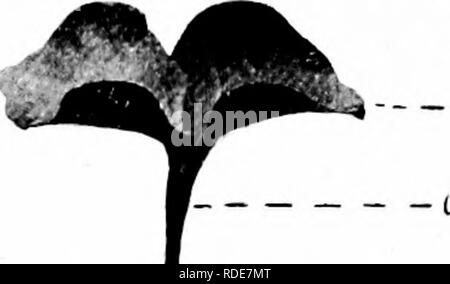 . Microfotografie di studi botanici. La microfotografia. Photiiiiiicrogrdf^lis di Studi Botanital. 27. -Impianto di cotone Gossypium "," dopo otto giorni di germinazione.. (C &gt; Cotyled(jns, o semi-foglie. [, ) Pi-imary asse di impianto (stelo). --1,1 Io stelo Hypocotyledonary. ,/. Asse di root (livello terreno). r^j - id root secondaria. Tap-root. 28. -Impianto di cotone Gossypium "," dopo tre settimane di germinazione. Un primo vero foglie.. Si prega di notare che queste immagini vengono estratte dalla pagina sottoposta a scansione di immagini che possono essere state migliorate digitalmente per la leggibilità - Colorazione e aspetto di t Foto Stock