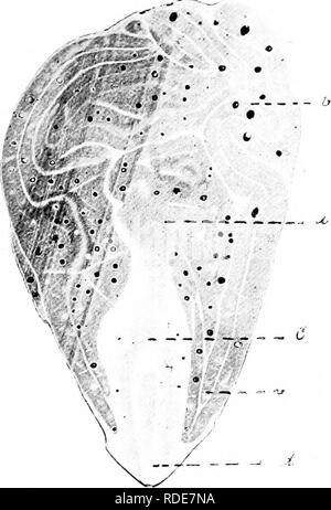 . Microfotografie di studi botanici. La microfotografia. La stampa MICR(jsporangia (vari stadi di sviluppo.) MIerospores completamente formato. Macrosporangia. La fruttificazione ramo con foglie. 26.-L.S. Embrione di " Gossypium sp." (pianta di cotone). Cotiledoni (primo foglie) piegato al di sopra dello stelo. Asse Piimary, o stelo. Il bordi ipocotile di cotiledoni (foglie). Root. Ho Cumpaye^'itii 27 &AMP;^ 2s. Si prega di notare che queste immagini vengono estratte dalla pagina sottoposta a scansione di immagini che possono essere state migliorate digitalmente per la leggibilità - Colorazione e aspetto di queste illustrazioni possono non assomigliare perfettamente l'o Foto Stock