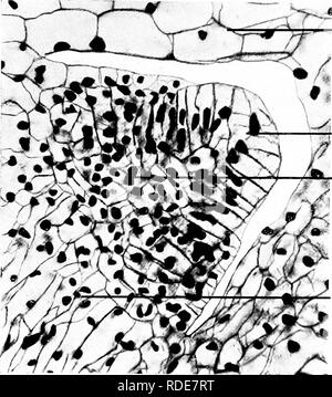 . Microfotografie di studi botanici. La microfotografia. PhofoiiilcroLirciplis di studi botanici. 21. L.S. Crescita laterale punto di " Equisetum telmateia.". ri i p Bud guaina. t ceH apicale. -^r- Zona del dividendo V y tessuto nucleate. Asse del ramo di sviluppo. 22.-T.S. Testa di fertile di "Equisetum telmateia.. Si prega di notare che queste immagini vengono estratte dalla pagina sottoposta a scansione di immagini che possono essere state migliorate digitalmente per la leggibilità - Colorazione e aspetto di queste illustrazioni potrebbero non perfettamente assomigliano al lavoro originale. Adula, Milborne &AMP; McKechnie Ltd. Manchest Foto Stock