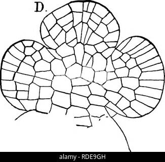 . La struttura e lo sviluppo di muschi e felci (Archegoniatae). Morfologia vegetale; muschi e felci. Fig. 253.-Marsilia vestita. Una in sezione verticale longitudinale del gambo apex, X80; L, foglie; st, apice dello stelo; r, radici; b. lo stelo di Apex, X4S0; C, sezione orizzontale di molto giovane foglia, X450; D, sezione simile di uno precedente, X450; e sezione trasversale del picciolo, X80. contrassegnato stagione secca, crescere in stagni Poco profondi o piscine che a secco fino alla fine del periodo di crescita si avvicina e il maturare- ing del sporocarps avviene dopo che l'acqua è evaporata. Nel primo caso i piccioli sono extre Foto Stock