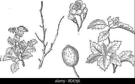 . Alberi e arbusti : un abridgment dell'Arboretum et fruticetum britannicum : contenente la hardy alberi e schrubs della Gran Bretagna, native e straniere, scientificamente e popolarmente descritto : con la loro propagazione, della cultura e degli usi e delle incisioni di quasi tutte le specie. Alberi e arbusti; le foreste e la silvicoltura. 436 ARBORETUM ET FRUTICETUM BRITANNICUM. Questo albero è notevole per la rapidità della sua crescita, le sue lunghe foglie ampie e loro lanuginoso bianco; e anche per essere uno dei più recenti alberi, sia stranieri o indigeni, venendo in foglia, essendo più tardi rispetto a entrambi i gelsi o Foto Stock