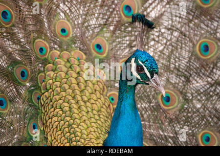 Un pavone (Pavo cristatus) o Peafowl indiano la visualizzazione è il piumaggio Foto Stock