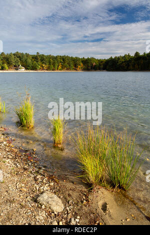 Piccole macchie di erba che crescono lungo le rive di Walden Pond. Walden Pond State Reservation, Massachusetts Foto Stock