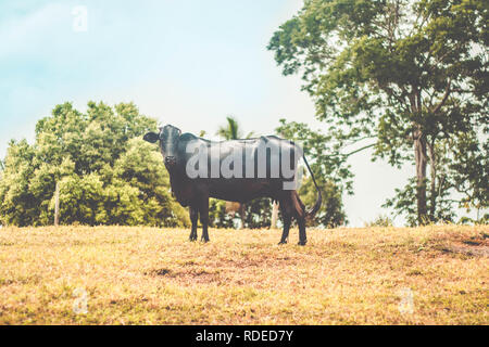 Mandria di bestiame sotto Jackfruit Tree. Mucca sul prato camminando insieme attraverso la fattoria agricola. Foto Stock