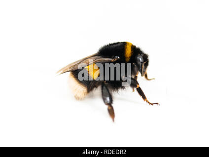 A Bumble Bee isolati su sfondo bianco - bella gli insetti impollinatori; Foto Stock