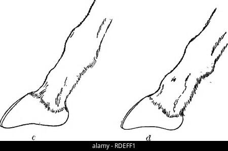 . Mammiferi del confine messicano degli Stati Uniti : un catalogo descrittivo della specie di mammiferi che si verificano in quella regione; con un riepilogo generale della storia naturale e un elenco degli alberi . Mammiferi; mammiferi; alberi; alberi; Storia Naturale; storia naturale. Bollettino 220 56, STATI UNITI MUSEO NAZIONALE. Essa ""El-k" e ha detto che molto pochi rimasti (nel 1887) anywhex"e vicino al paese degli Hopi, ma che il suo fratello ha avuto Idlled uno nelle White Mountains dell Arizona. Fine di ottobre, 1892, il cuoco di una delle parti di rilevazione, un uomo che hf^d mai vissuto in Occidente prima di un Foto Stock