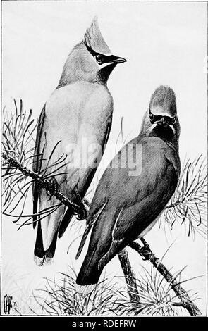 . Canto degli Uccelli e uccelli acquatici. Gli uccelli; uccelli acquatici. Gli uccelli di cedro. Si prega di notare che queste immagini vengono estratte dalla pagina sottoposta a scansione di immagini che possono essere state migliorate digitalmente per la leggibilità - Colorazione e aspetto di queste illustrazioni potrebbero non perfettamente assomigliano al lavoro originale. Pine Lodge Hotel, Howard Elmore, 1848-1916; Fuertes, Louis Agassiz, 1874-1927. New York, C. Scribner i figli Foto Stock