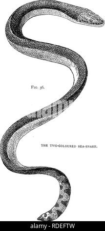 . Tipi americani di vita animale. Zoologia; il comportamento di animali. Il Due-mare colorato serpentone di.. Si prega di notare che queste immagini vengono estratte dalla pagina sottoposta a scansione di immagini che possono essere state migliorate digitalmente per la leggibilità - Colorazione e aspetto di queste illustrazioni potrebbero non perfettamente assomigliano al lavoro originale. Mivart, San Giorgio Jackson, 1827-1900. Boston, poco, marrone e azienda Foto Stock