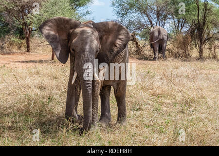 L'elefante è il più grande mammifero terrestre. Con il suo tronco, non solo rende possibile l'odore, ma anche sentire e capire. Gli elefanti hanno un distinto il comportamento sociale e Foto Stock