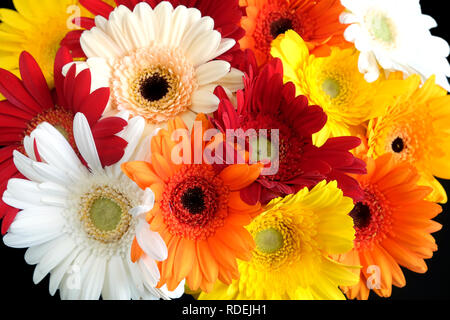 Bella motley bouquet di gerbere multicolore come sfondo isolato su sfondo nero in vista frontale closeup Foto Stock