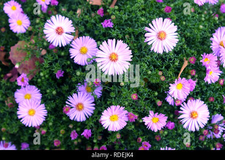 Molte belle crisantemo con petali di rosa fiore nel giardino vista superiore closeup Foto Stock
