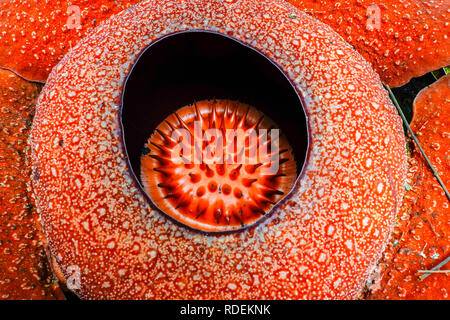 Fiore Rafflesia close-up, Cameron Highlands, Malaysia Foto Stock