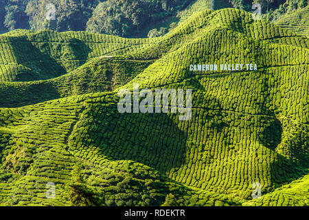 La piantagione di tè, Cameron Highlands, Malaysia, Asia sud-orientale, Asia Foto Stock