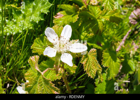 California blackberry (Rubus ursinus) fiore, California Foto Stock