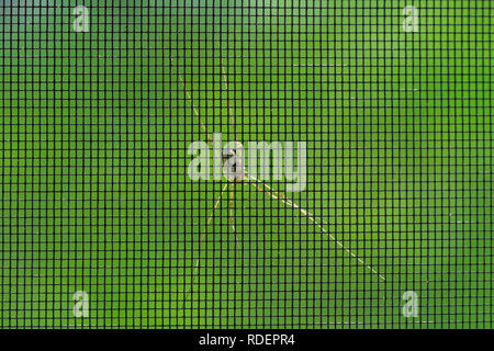 Crociera sul lato esterno di una zanzariera su uno sfondo verde Foto Stock