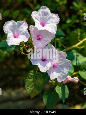 Lavatera rosa o malva ad albero fiorito in un giardino di lettura, Berkshire, Regno Unito Foto Stock