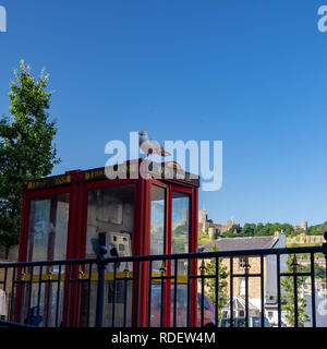 DOVER, Regno Unito - Giu 30, 2018: Seagull si siede su una Red britannico Phone Booth Foto Stock