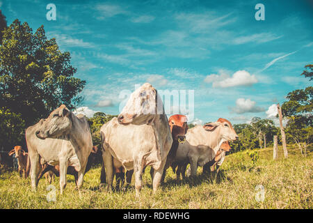 Bellissimo il bestiame in piedi in campo verde in azienda Foto Stock