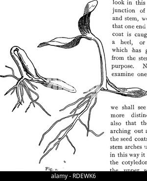 . Lezioni di botanica. La botanica. Come la pianta cresce dal seme. 3 facendo a una superficie dura. Dopo la radice è di 2 cm, e le due metà del seme cappotti hanno cominciato a essere staccati oltre, se guardiamo a questa frattura in corrispondenza della giunzione della radice e lo stelo, vedremo che una estremità del cappotto di seme è catturato contro un tacco o "peg", che -è cresciuto fuori dallo stelo per questo scopo. Ora se vogliamo esaminare uno che è un po' s-:.,;v;..ss"k&GT;^ più ad- vance d, vedremo questo tallone più spiccatamente, e anche che il gambo è inarcamento lontano dalla cappotti di seme. Come lo stelo archi fino ho Foto Stock