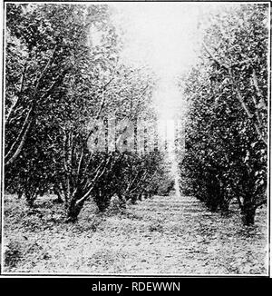 . Guida dei principianti alla frutticoltura : una semplice istruzione delle pratiche elementari di propagazione, semina, cultura, fertilizzazione, potatura, spruzzatura, ecc. Frutti-coltura. I02 Guida per principianti alla frutticoltura fertilizzante di mele. Qualsiasi trattamento che serve per forza in crescita vigorosa invita gli attacchi di pera blight. Circa il solo trattamento pratico per questa piaga è quello di tagliare e bruciare i rami distrutti.. FIG. 52 NANA REDDITIZIE LE PERE IN WESTERN NEW YORK PRUGNE* tante diverse varietà e specie di susine sono in coltivazione in America che è difficile fare *quelli w Foto Stock