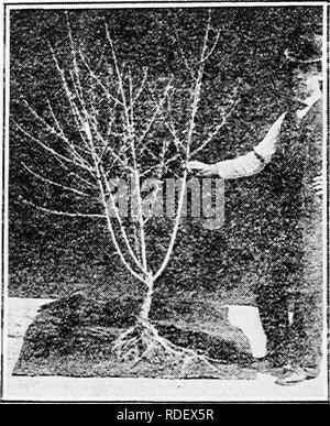 . Guida dei principianti alla frutticoltura : una semplice istruzione delle pratiche elementari di propagazione, semina, cultura, fertilizzazione, potatura, spruzzatura, ecc. Frutti-coltura. 66 guida dei principianti alla frutticoltura a bassa intitolata albero. La struttura inferiore, naturalmente, può essere potato e spruzzata in modo più economico e più efficiente; e vi è un vantaggio simile nella raccolta di frutta. Una obiezione ovunque effettuate contro la bassa- intitolata alberi è che le teste basse sono detti in- terfere con la coltivazione. La risposta migliore a. FIG. 28-^A BASSA INTITOLATA PEACH questa obiezione è semplicemente che non è così. Esso Foto Stock