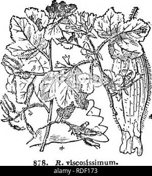 . Alberi e arbusti : un abridgment dell'Arboretum et fruticetum britannicum : contenente la hardy alberi e schrubs della Gran Bretagna, native e straniere, scientificamente e popolarmente descritto : con la loro propagazione, della cultura e degli usi e delle incisioni di quasi tutte le specie. Alberi e arbusti; le foreste e la silvicoltura. 484 ARBORETUM ET FRCJTICETUM BRITANNICUM.. R. Tiscosissimum&GT; che assomigliano a quelle del platano coijiraon e quasi come grande. Si tratta di molto a desiderare che esso potrebbe essere introdotto in giardini inglesi. s 36. R. viscosi'ssiMUM Pursh. Il molto viscido ribes. Idenlificatlon. Pursh Foto Stock