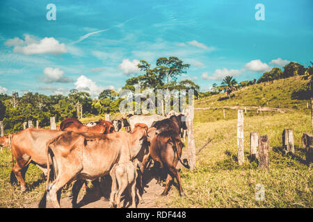 La raccolta del bestiame su piccola fattoria Foto Stock