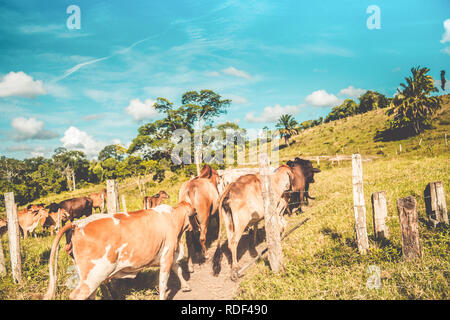 La raccolta del bestiame su piccola fattoria Foto Stock