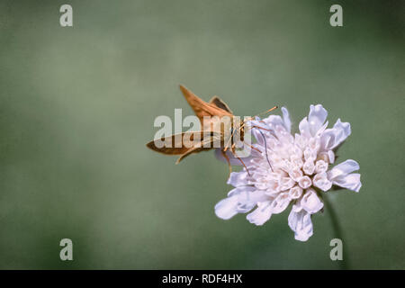 Skipper seduto su una scabiosa davanti a uno sfondo omogeneo sfondo Foto Stock